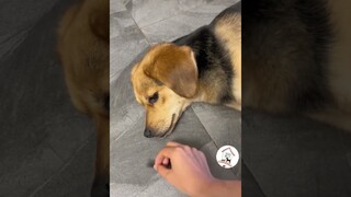 LOL, Dogs Are So Funny Cute Latest Dogs Shorts Videos Compilations 🐶😂😂 -EPS701