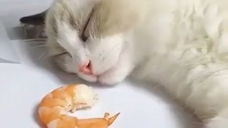 Darimana udang itu berasal?