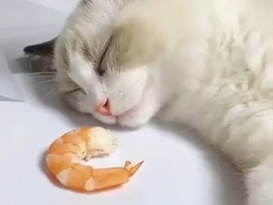 Where did the prawns come from?