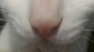 Sepotong irisan teratai cukup untuk satu gigitan, Xiao Miao suka sekali