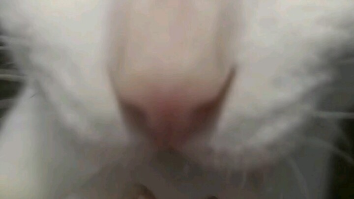 藕片一口一个  小喵爱吃