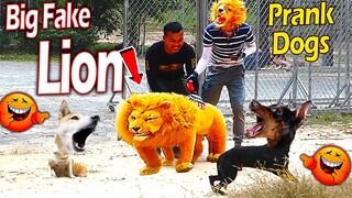 Big Fake Lion vs Real Dogs Prank Very Funny Surprise Scared Reaction - Double Prank Try Not To Laugh