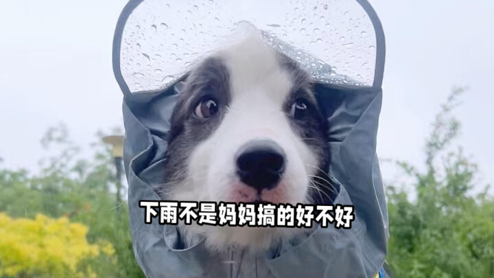 Tuần này cún con vừa vui lại vừa buồn