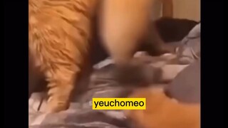 =))))))gì zậy trời