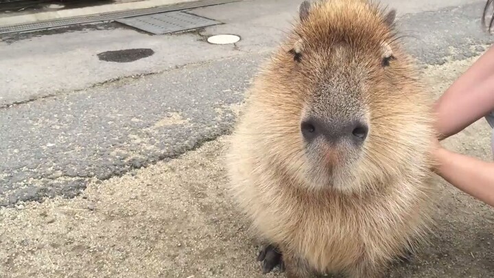 This beauty has superb skills. The capybara only lasted 20 seconds before falling down.