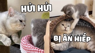 Bánh Gạo | Hóa ra MÈO CON cũng có thể HIỂU CHUYỆN như vậy 😊  | Pets TV