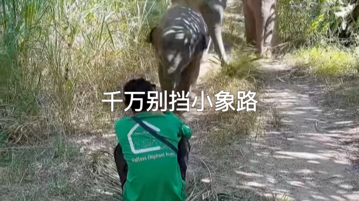 Si bos arogan, gajah kecil dan paus kecil, lucu sekaligus menggemaskan 😂😂😂