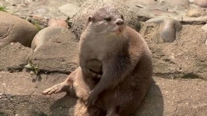 When the otter gets bored, it plays with pebbles to amuse itself.