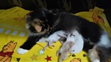 2days young kitten fought over breast milk || Suni's Babies || Clowder zone