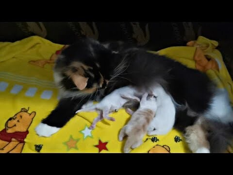 2days young kitten fought over breast milk || Suni's Babies || Clowder zone