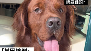 小狗身世大揭秘！