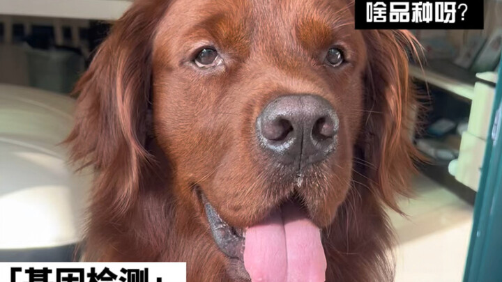 كشف كبير عن أصل الجرو الصغير!