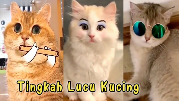 Kucing Lucu 😽 Video Tingkah Lucu Kucing bikin Ketawa - AleaSigi the sister