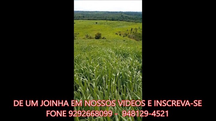 FAZENDA COM 110 ALQUEIRÃO A VENDA cmc