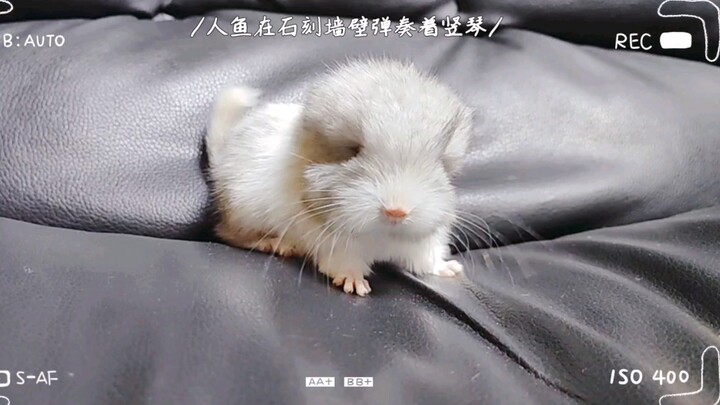 Si Totoro kecil ini lucu banget! Anak bulu ini tumbuh jadi begitu cantik! Aku jadi ingin menciummu! 