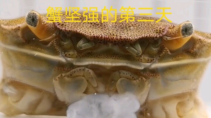 วันที่สามของปูสู้ชีวิต