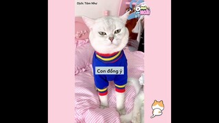 [Vietsub] Maomi phát cẩu lương (Phần 8) | Ổ nhỏ của Hoài