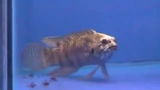 Plesiops corallicola - Japanese strange fish