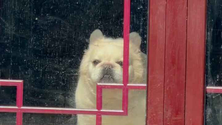 Azu has gone viral, and the kennel has gone out of business.