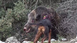 ว่าด้วยเรื่อง ฮันเตอร์ x ฮันเตอร์ จะปราบหมูป่าอย่างสง่างามได้อย่างไร