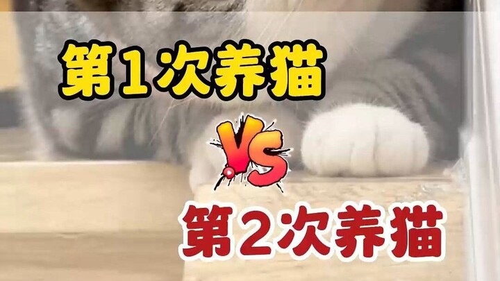 Things I Only Noticed After Getting a Cat