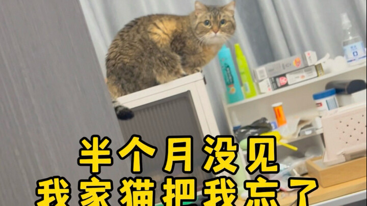 ปีใหม่กลับบ้าน แมวที่บ้านลืมฉันไปแล้ว!