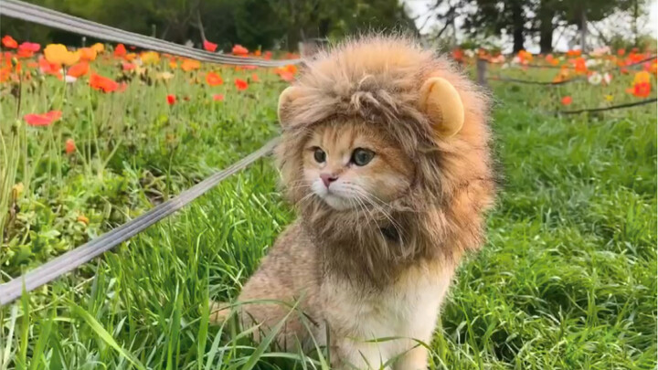 wasabi小西几合集：再次被治愈了