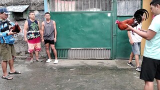 isang manok naka 2hits sa isang araw, partida kana pa 😂