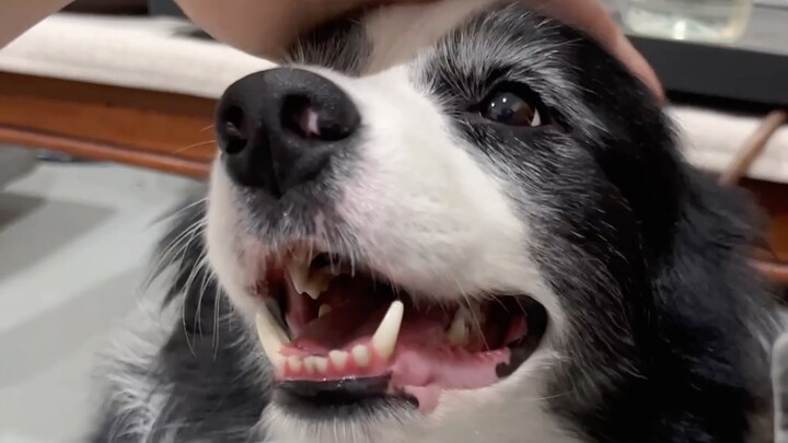 Teach you how to cheer up a Border Collie in one minute