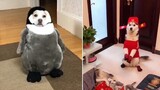 Funny Dog Costumes Try Not To Laugh - Cute Funny Dog Costumes