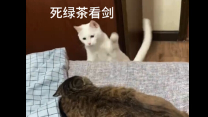 เจ้าแมวสามขาหาคนรับเลี้ยงได้แล้ว! ตอนนี้พักอยู่บ้านเพื่อนร่วมงาน แต่กลับถูกแมวเจ้าถิ่นมองว่าเป็นตัวส