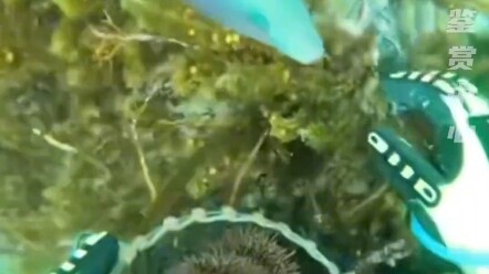 Landak laut: Dasar pencuri ikan kamu!!! #laut #lucu
