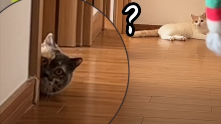 Kehidupan Sehari-hari Xiao Mui Mao Qie Ke Nao