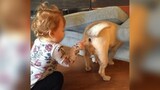 [Pecinta Anjing] Momen konyol yang tidak wajar