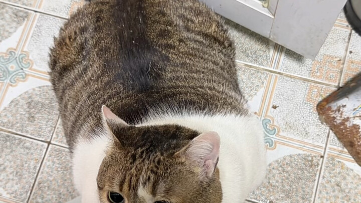 【เบียร์ก้อนถ่านคือแมวนะ】ยูทูปเบอร์กำลังสำรวจ ยินดีต้อนรับสู่การรับชม ฝากกดไลก์ กดแชร์ กดติดตามด้วยนะ