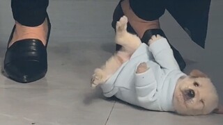 小土狗也有小土狗的可爱！