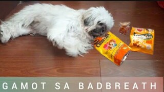 GAMOT SA MABAHONG HININGA | MABAHONG DUMI NG ASO | DOG TREATS DENTAL HYGIENE