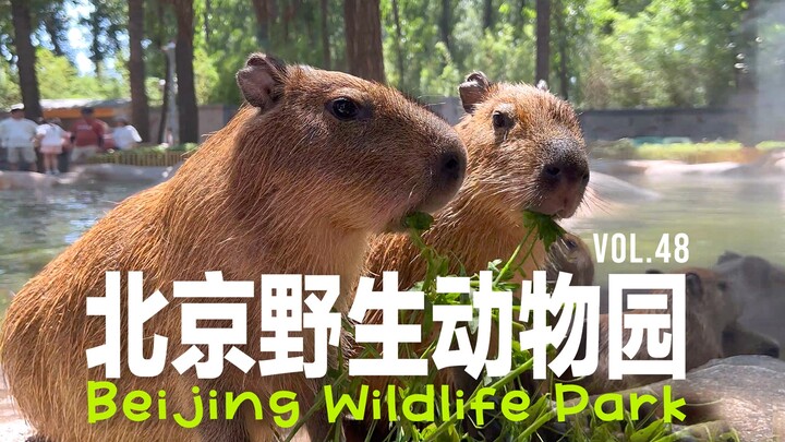 🦒 Taman Margasatwa Beijing | 🦫 Perang Menggemaskan Antara Capybara Imut dan Pelikan Jahat 🦢 Gerbang 