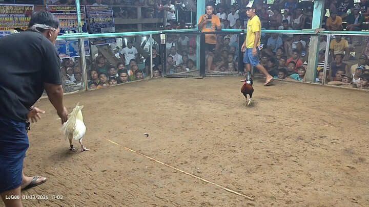 3hits Ulutan @  CFC 91 Gallera, 3rd fyt, ang gulang ng kalaban😂