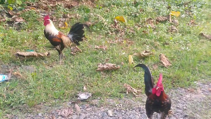 palabas lang nag pawas