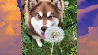 CUTE PET #น่ารัก&ตลก #5555+