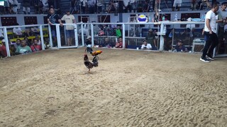 2nd Fight Win (Champion)