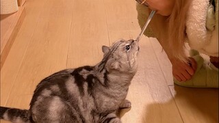 猫的咬合力也不过如此！