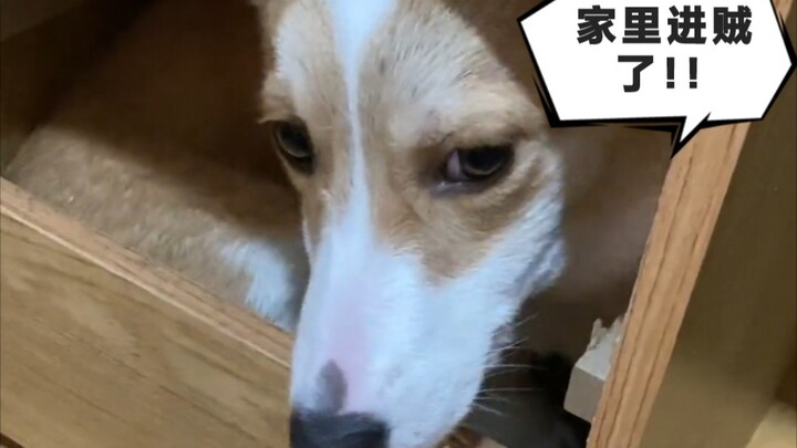 How does the dog react after I get back from a business trip?!