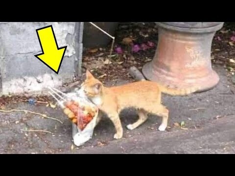 KUCING LUCU SUKA NYOLONG 🙀