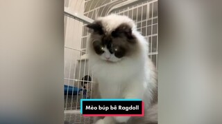 CapCut Mèo búp bê Ragdoll cưng xỉu