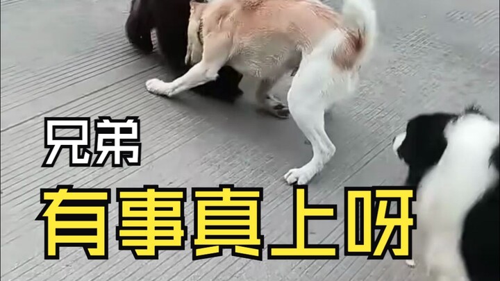 武力值有差距但没这么大，主要是有主人buff