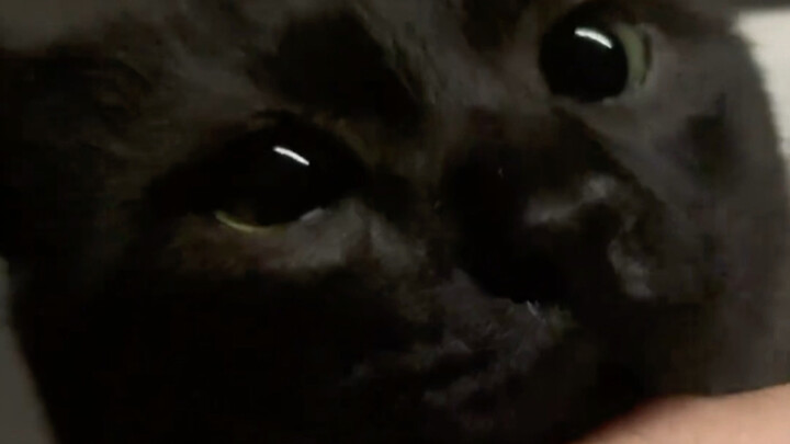 I woke up early to find my kitten frantically kissing me!