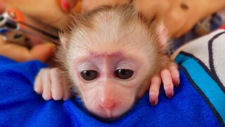 Most Obedient Baby Monkey!! Wow, So adorable tiny Luca keeps so manners let Mom put on a new diaper