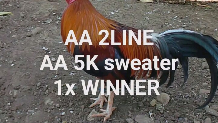 AA 2LINE AA 5K sweater 1X WINNER